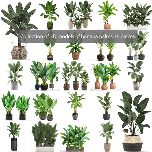 collection of s of banana palms 36 pieces 3D 模型 .c4d .max .obj .3ds .fbx .stl .blend