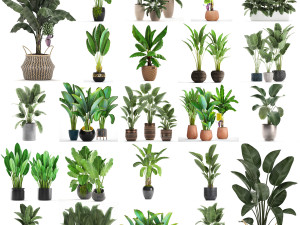 collection of s of banana palms 36 pieces 3D 模型