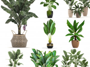 collection of s of banana palms 36 pieces 3D 模型