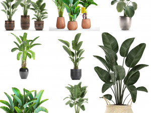 collection of s of banana palms 36 pieces 3D 模型
