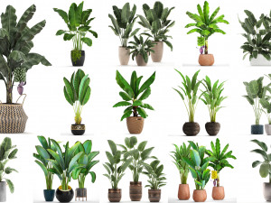 collection of s of banana palms 36 pieces 3D 模型