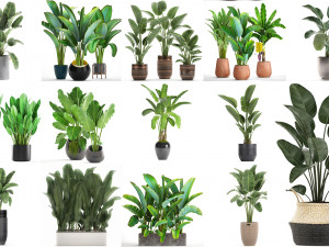 collection of s of banana palms 36 pieces 3D 模型