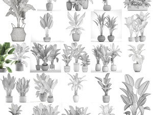 collection of s of banana palms 36 pieces 3D 模型