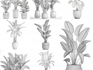 collection of s of banana palms 36 pieces 3D 模型