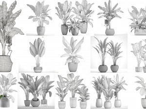 collection of s of banana palms 36 pieces 3D 模型