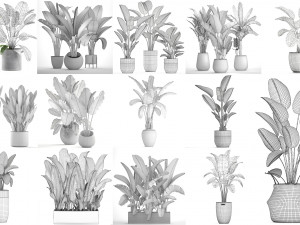 collection of s of banana palms 36 pieces 3D 模型