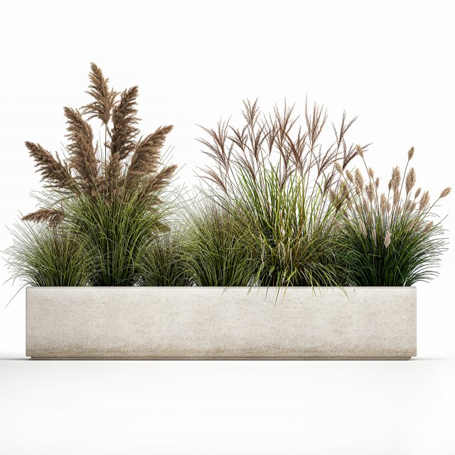 pampas grass for landscaping 1078 3D 모델 .c4d .max .obj .3ds .fbx .stl .blend 