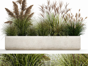 pampas grass for landscaping 1078 3D 모델