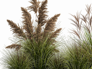 pampas grass for landscaping 1078 3D 모델