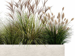 pampas grass for landscaping 1078 3D 모델