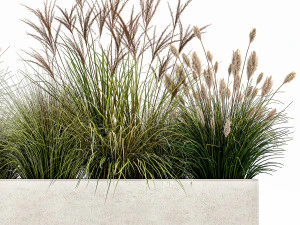 grama dos pampas para paisagismo 1078 Modelo 3D