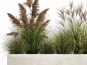 grama dos pampas para paisagismo 1078 Modelo 3D