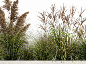 pampas grass for landscaping 1078 3D 모델