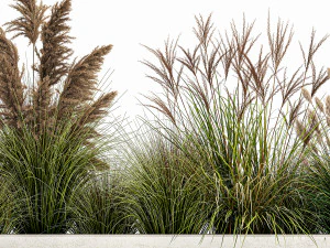 grama dos pampas para paisagismo 1078 Modelo 3D