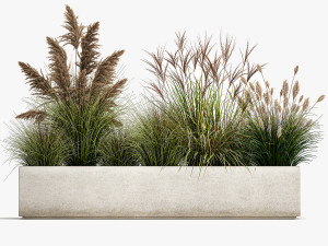 pampas grass for landscaping 1078 3D 모델