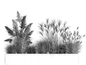 pampas grass for landscaping 1078 3D 모델