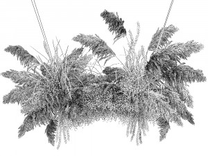 hanging decor of their dried pampas grass 214 Modelo 3D