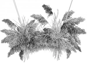 hanging decor of their dried pampas grass 214 3D Model
