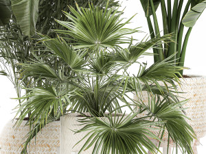 ornamental plants in rattan baskets 1086 3D Модель
