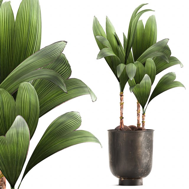 cocos nucifera in a metal flowerpot 1089 Modelo 3D .c4d .max .obj .3ds .fbx .stl .blend