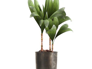 cocos nucifera in a metal flowerpot 1089 3D Model