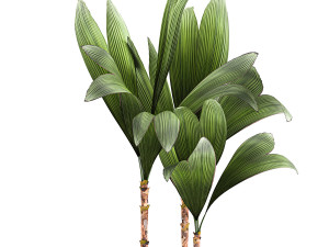cocos nucifera in a metal flowerpot 1089 Modelo 3D
