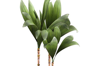 cocos nucifera in a metal flowerpot 1089 3D Model