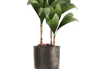 cocos nucifera in a metal flowerpot 1089 3D Model