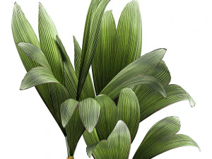 cocos nucifera in a metal flowerpot 1089 3D Model