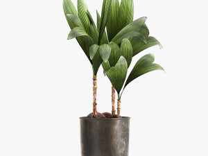 cocos nucifera in a metal flowerpot 1089 Modelo 3D