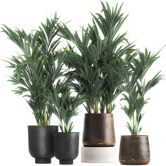 collection of decorative palms in pots 1090 Modèle 3D .c4d .max .obj .3ds .fbx .stl .blend 