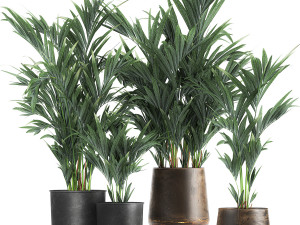 collection of decorative palms in pots 1090 3D Model