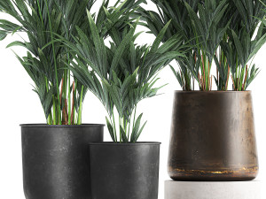 collection of decorative palms in pots 1090 Modèle 3D