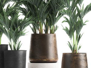 collection of decorative palms in pots 1090 Modèle 3D