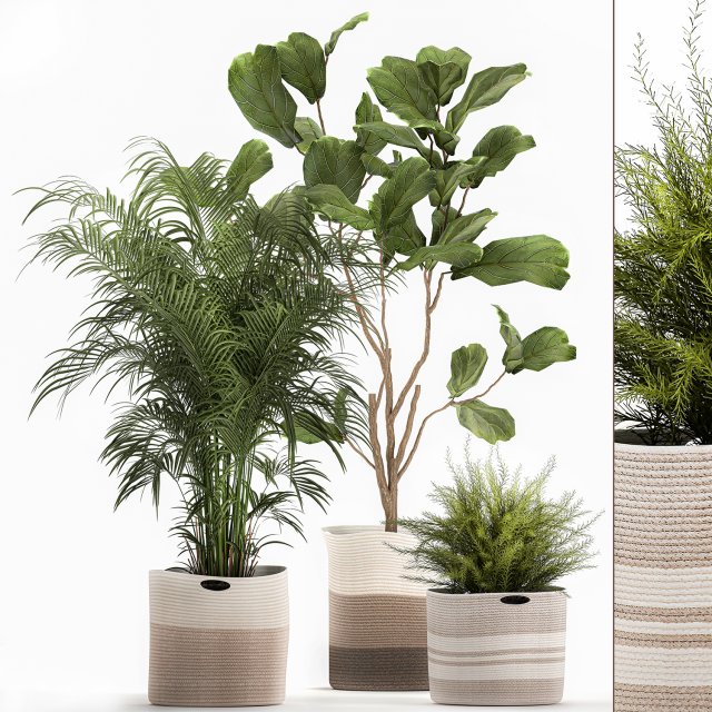 ornamental plants in fabric baskets for decoration 1092 3D Model .c4d .max .obj .3ds .fbx .stl .blend 