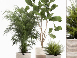 सजावट के लिए कपड़े की टोकरियों में सजावटी पौधे 1092 3D मॉडल