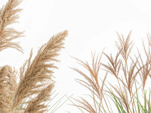 reeds in a concrete flowerpot for the interior 1094 3D Model