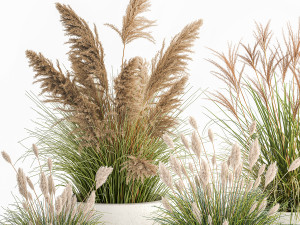 reeds in a concrete flowerpot for the interior 1094 3D Model