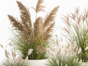 reeds in a concrete flowerpot for the interior 1094 3D Model