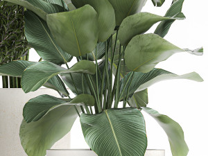 plants in a white flowerpot for the interior 1095 3D Модель