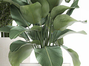 plants in a white flowerpot for the interior 1095 3D Model