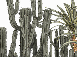 cactus set in a concrete flowerpot for the interior 1096 Modello 3D