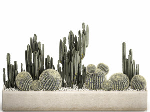 cactus set in a concrete flowerpot for the interior 1097 Modèle 3D
