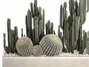 cactus set in a concrete flowerpot for the interior 1097 Modèle 3D
