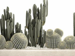 cactus set in a concrete flowerpot for the interior 1097 Modèle 3D