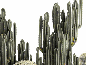 cactus set in a concrete flowerpot for the interior 1097 Modèle 3D
