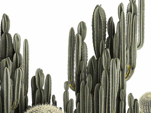 cactus set in a concrete flowerpot for the interior 1097 3D Model