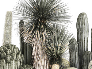 cactus set in a concrete flowerpot for the interior 1098 Modèle 3D