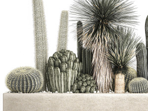 cactus set in a concrete flowerpot for the interior 1098 Modèle 3D