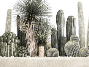cactus set in a concrete flowerpot for the interior 1098 Modèle 3D